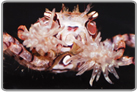 Pom Pom Crab
